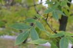 Foto fraxinus_pennsylvanica_d_1781110551.jpg