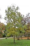Foto fraxinus_pennsylvanica_h_1781110575.jpg