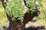 Foto gingko_biloba_d_1781115874.jpg
