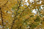 Foto gingko_biloba_horizontalis_d_1781115749.jpg