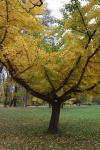 Foto gingko_biloba_horizontalis_h_1781115771.jpg