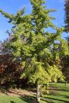 Foto ginkgo_biloba_h_1781115893.jpg
