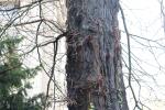 Foto gleditsia_triacanthos_d3_1781116247.jpg