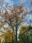 Foto gleditsia_triacanthos_h_1781116276.jpg