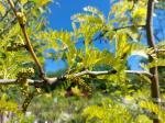 Foto gleditsia_triacanthos_´sunburst´_d_protivin_1781116043.jpg