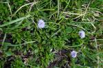 Foto globularia_cordifolia_l.__dsc06853_1725300949.jpg