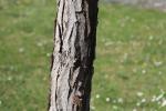 Foto gymnocladus_dioicus_d2_1781116872.jpg
