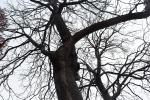 Foto gymnocladus_dioicus_ii_h_1781116839.jpg