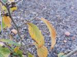 Foto hamamelis_intermedia_d_1781117045.jpg