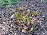 Foto hamamelis_intermedia_h_1781117074.jpg