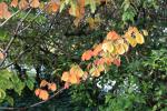 Foto hamamelis_japonica_d_1781117286.jpg