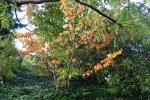 Foto hamamelis_japonica_h_1781117316.jpg