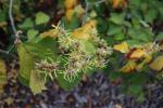 Foto hamamelis_virginiana_d_1781117602.jpg