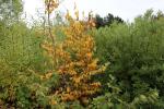 Foto hamamelis_virginiana_h_1781117638.jpg