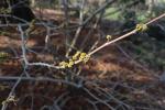 Foto hamamelis_virginiana_ii_d_1781117819.jpg