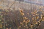 Foto hamamelis_x_intermedia_´jelena´_d_1781117883.jpg