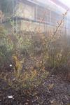Foto hamamelis_x_intermedia_´jelena´_h_1781117921.jpg