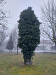 Foto hedera_helix_h_na_betula_pendula_1781117998.jpg