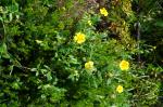 Foto helianthemum_nummularium_(l.)_mill._dsc06774_1725301564.jpg