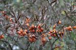 Foto hippophae_rhamnoides_d_1781118526.jpg