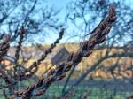 Foto hippophae_rhamnoides_d_podhori_1781118714.jpg