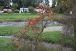 Foto hippophae_rhamnoides_h_1781118749.jpg