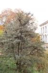 Foto hippophae_rhamnoides_ii_h_1781118464.jpg