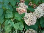Foto hydrangea_arborescens_annabelle_d_1781118844.jpg