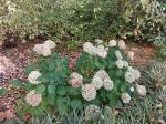 Foto hydrangea_arborescens_annabelle_h_1781118874.jpg