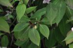 Foto hydrangea_macrophylla,_2016-07-22,_albertov,_st_kasparova,_dsc_0593_1602675460.jpg