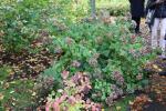 Foto hydrangea_macrophylla_h_1781119047.jpg