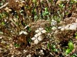 Foto hydrangea_macrophylla_´maritima´_d_pruhonice_1781119112.jpg
