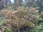 Foto hydrangea_macrophylla_´maritima´_h_pruhonice_1781119143.jpg