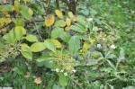 Foto hydrangea_paniculata-hortenzie_latnata-dsc_0735,_2015-10-19,_stromovka,_st._kasparova_1602701558.jpg
