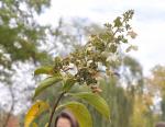 Foto hydrangea_paniculata-hortenzie_latnata-dsc_0736,_2015-10-19,_stromovka,_st._kasparova,_(2)_1602701571.jpg