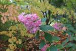 Foto hydrangea_paniculata_d_1781119213.jpg