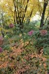 Foto hydrangea_paniculata_h_1781119241.jpg