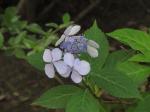 Foto hydrangea_serrata_1719328044.jpg