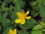 Foto hypericum_calycinum_1719328071.jpg