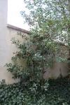 Foto ilex_aquifolium_h_1783074435.jpg