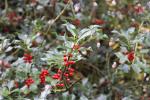 Foto ilex_aquifolium_ii_d_1783074396.jpg