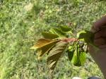 Foto img_2439_1786559243.jpeg