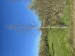 Foto img_2556_1784790753.jpeg