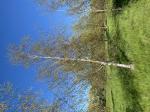 Foto img_2564_1784792605.jpeg