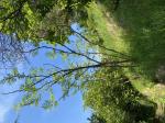 Foto img_2642_1784740950.jpeg