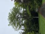 Foto img_2833_1785151553.jpeg