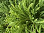 Foto img_2954_1784886943.jpeg