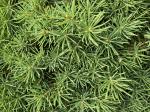 Foto img_2961_1785688941.jpeg
