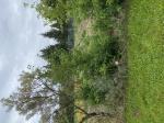 Foto img_2989_1784878059.jpeg