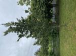 Foto img_2993_1786726534.jpeg